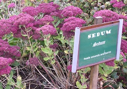 Dilston-physic-garden
